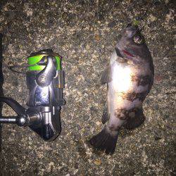 ライトゲーム釣行